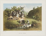 Title: Native Miami | Date: 1865 | Technique: lithograph, printed in colour, from multiple stones