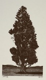 Artist: Atkins, Ros. | Title: Cypress | Date: 1997, December | Technique: wood engraving, printed in black ink, from one block
