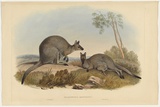 Title: Halmaturus bennettii | Date: 1841 | Technique: lithograph, printed in black ink, from one plate; hand-coloured