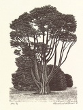 Artist: Atkins, Ros. | Title: Guardian | Date: 2001, September | Technique: wood-engraving, printed in black ink, from one block
