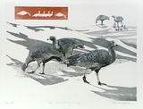 Artist: GRIFFITH, Pamela | Title: Cape Barren Geese grazing | Date: 1989 | Technique: hardground-etching and aquatint, printed from one copper plate | Copyright: © Pamela Griffith