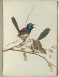 Artist: Lewin, J.W. | Title: Variegated warbler. | Date: 20 December 1804 | Technique: etching, printed in black ink, from one copper plate; hand-coloured