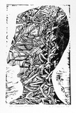 Artist: Chambers, Douglas. | Title: Mangrove head I. | Date: 1984 | Technique: linocut, printed in black ink, from one block