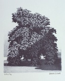 Artist: Russell,, Deborah. | Title: not titled [bush partially in shadow] | Date: 2001, March | Technique: lithograph, printed in blue ink, from one stone