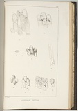 Title: Australia polyzoa [1 to 9]. | Date: 1860 | Technique: lithograph, printed in black ink, from one stone