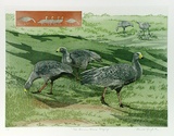 Artist: GRIFFITH, Pamela | Title: Cape Barren Geese grazing | Date: 1989 | Technique: hard ground, aquatint, from two copper plates; additional hand-tinting | Copyright: © Pamela Griffith