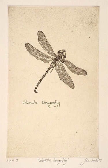 Artist: Lankester, Jo. | Title: Odonata dragonfly | Date: 1995, December | Technique: etching, printed in black ink, from one copper plate