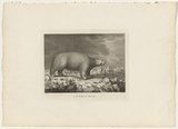 Title: A white bear | Date: 1784 | Technique: engraving, printed in black ink, from one plate