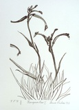 Artist: Pinkas, Anne. | Title: Kangaroo paw I | Date: 1988 | Technique: offset-lithograph, printed in dark green ink, from one stone