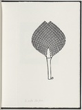 Artist: White, Robin. | Title: Not titled (the fan). | Date: 1985 | Technique: woodcut, printed in black ink, from one block