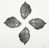 Artist: Atkins, Ros. | Title: Leaves. | Date: 2000 | Technique: wood-engraving, printed in black ink, from one block