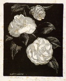Artist: LINDSAY, Lionel | Title: Camellias | Date: 1939 | Technique: wood-engraving, printed in black ink, from one block | Copyright: Courtesy of the National Library of Australia