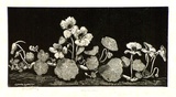 Artist: LINDSAY, Lionel | Title: Nasturtiums | Date: 1939 | Technique: wood-engraving, printed in black ink, from one block | Copyright: Courtesy of the National Library of Australia