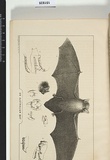 Title: An Australian bat. | Date: 1859 | Technique: lithograph, printed in black ink, from one stone