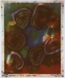 Artist: Mayo, Rebecca. | Title: Exhibit D | Date: 1997, April | Technique: photo-etching, printed in colour, from multiple plates