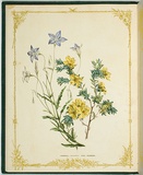 Artist: De Mole, Fanny. | Title: Harebell and tree primrose. | Date: 1861 | Technique: lithograph, printed in black ink, from one stone; hand-coloured