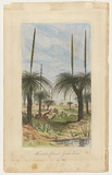 Title: Flinders Island grass trees | Date: 1842 | Technique: engraving, printed in black ink, from one copper plate; hand-coloured