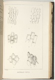 Title: Australia polyzoa [1 to 6]. | Date: 1860 | Technique: lithograph, printed in black ink, from one stone