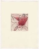 Artist: Headlam, Kristin. | Title: Oh Rose IX | Date: 1997 | Technique: aquatint and drypoint, printed in colour, from two copper plates