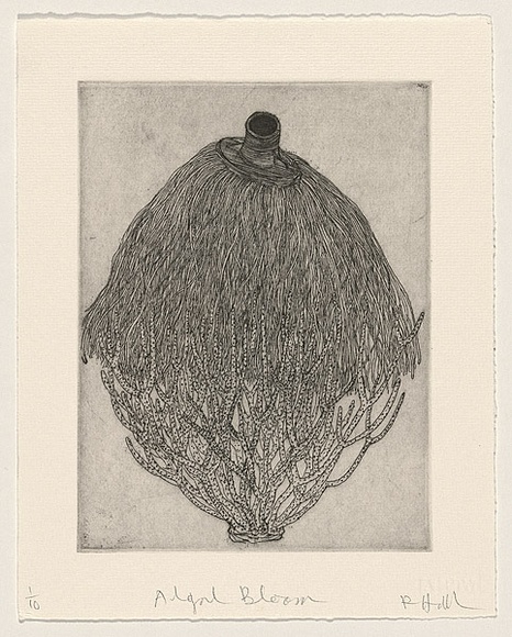 Artist: HALL, Fiona | Title: Algal bloom | Date: 1999 | Technique: etching, printed in black ink, from one plate | Copyright: © Fiona Hall