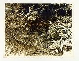 Artist: Conacher, Andrew. | Title: (Poster of plants). | Date: c.1974 | Technique: screenprint, printed in colour, from two stencils in blue and yellow ink