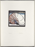 Artist: White, Robin. | Title: Not titled (Notereti Nautilus). | Date: 1985 | Technique: woodcut, printed in black ink, from one block; handcoloured