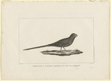 Title: Perruche a taches noires du Cap de Diemen. | Date: 1800 | Technique: engraving, printed in black ink, from one copper plate