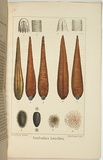 Title: Australian leeches. | Date: 1858 | Technique: lithograph, printed in black ink, from one stone; hand-coloured