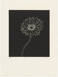 Artist: Marshall, John. | Title: Flower | Date: 1997, August | Technique: linocut, printed in brown ink, from one block