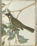 Artist: Lewin, J.W. | Title: Yellow ear honeysucker. | Date: 1803-1805 | Technique: etching, printed in black ink, from one copper plate; hand-coloured