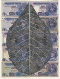 Artist: HALL, Fiona | Title: Terminalia catappa - Indian almond (Malaysian currency) | Date: 2000 - 2002 | Technique: gouache | Copyright: © Fiona Hall
