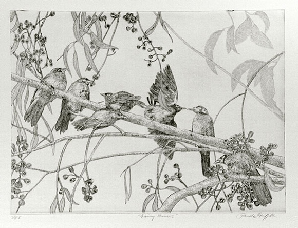 Artist: GRIFFITH, Pamela | Title: Noisy Miners | Date: 1989 | Technique: hard ground on one copper plate | Copyright: © Pamela Griffith