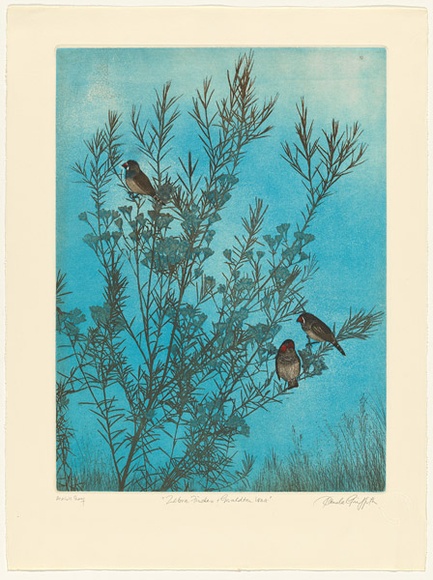 Artist: GRIFFITH, Pamela | Title: Zebra finches and Geraldton wax | Date: 1983 | Technique: hard ground, aquatint, soft ground and spray resist on two zinc | Copyright: © Pamela Griffith