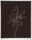 Artist: Marshall, John. | Title: Iris | Date: 1997 | Technique: linocut, printed in black ink, from one block