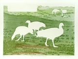 Artist: GRIFFITH, Pamela | Title: Cape Barren Geese grazing | Date: 1989 | Technique: aquatint, on one copper plate | Copyright: © Pamela Griffith
