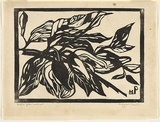 Artist: PRESTON, Margaret | Title: Native pear, Australian | Date: 1935 | Technique: woodcut, printed in black ink, from one block | Copyright: © Margaret Preston. Licensed by VISCOPY, Australia