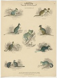 Title: Leaves from the book of nature: Kangaroos, &c. [Salesmen's sheet] | Date: c. 1840s | Technique: engraving, printed in black ink, from one copper plate; hand-coloured