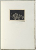 Artist: LINDSAY, Lionel | Title: Nasturtiums | Date: 1922 | Technique: wood-engraving, printed in black ink, from one block | Copyright: Courtesy of the National Library of Australia
