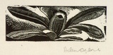 Artist: OGILVIE, Helen | Title: not titled [Bottlebrush]. | Date: c.1935 | Technique: wood-engraving, printed in black ink, from one block