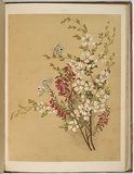 Artist: Meredith, Louisa Anne. | Title: Tea-tree and epacris | Date: 1860 | Technique: lithograph, printed in colour, from multiple stones