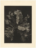 Artist: GRIFFITH, Pamela | Title: A Garland of Wattle | Date: 1985 | Technique: hardground-etching and aquatint, printed in black ink, from one zinc plate | Copyright: © Pamela Griffith