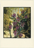 Title: Grevillea sericea - silky spider flower & epacris longiflora - native fuchia | Date: 1990 | Technique: screenprint, printed in colour, from multiple stencils