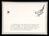 Artist: Peacock, Bob. | Title: Vanishing birds, carolina parakeet | Date: (1976) | Technique: photocopy
