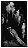 Artist: LINDSAY, Lionel | Title: Pheasant and Wisteria | Date: 1934 | Technique: wood-engraving, printed in black ink, from one block | Copyright: Courtesy of the National Library of Australia