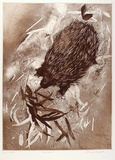 Artist: GRIFFITH, Pamela | Title: Echidna | Date: 1980 | Technique: etching, soft ground, spray resist, aquatint printed in brown ink, from one zinc plate | Copyright: © Pamela Griffith