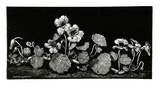 Artist: LINDSAY, Lionel | Title: Nasturtiums | Date: 1939 | Technique: wood-engraving, printed in black ink, from one block | Copyright: Courtesy of the National Library of Australia