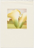 Artist: Russell,, Deborah. | Title: Lily I | Date: 1989, September | Technique: lithograph, printed in colour from multiple stones