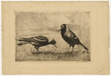 Artist: LONG, Sydney | Title: Magpies feeding | Date: c.1919 | Technique: line-etching, printed in black ink with plate-tone, from one zinc plate | Copyright: Reproduced with the kind permission of the Ophthalmic Research Institute of Australia