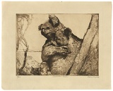 Title: Australian koalas | Date: c.1929 | Technique: line etching, printed in brown ink with plate-tone, from one plate