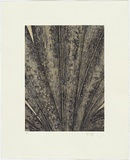 Artist: HALL, Fiona | Title: Palm and paperwasp | Date: 2006 | Technique: etching, printed in black ink, from one plate